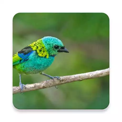 Play Argentina Bird Sound Collections ~ Sclip.app APK