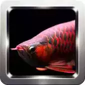 Free play online Arowana Fish Wallpapers APK