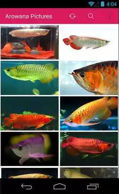 Play Arowana Fish Wallpapers