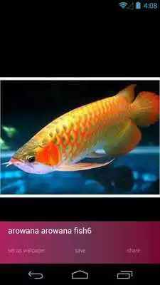 Play Arowana Fish Wallpapers