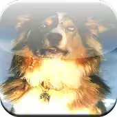 Free play online Australian Shepherd Game APK