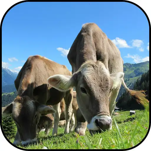 Play Austria wallpapers APK