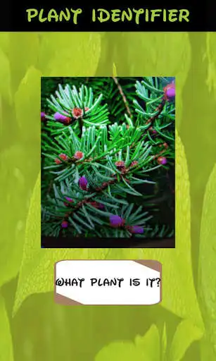 Play Automatic Identifier of Plants as an online game Automatic Identifier of Plants with UptoPlay