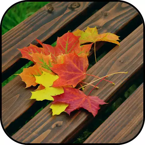 Play autumn wallpapers APK