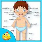 Free play online Baby Learning Human Body Parts  APK