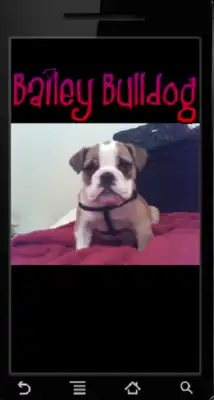 Play Bailey Bulldog