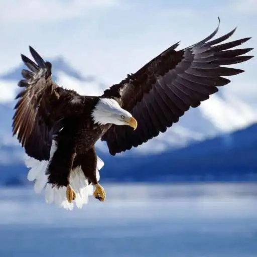 Free play online Bald Eagle HD Wallpaper  APK