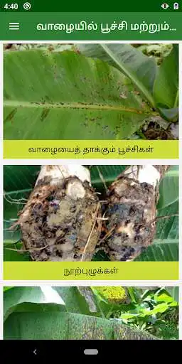 Play Banana Pest and Disease Management Tamil as an online game Banana Pest and Disease Management Tamil with UptoPlay