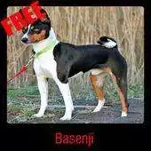 Free play online Basenji APK