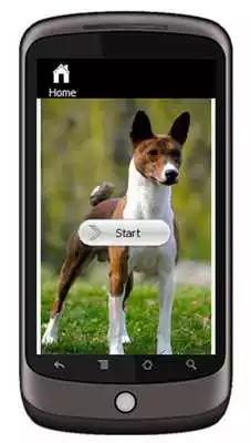 Play Basenji