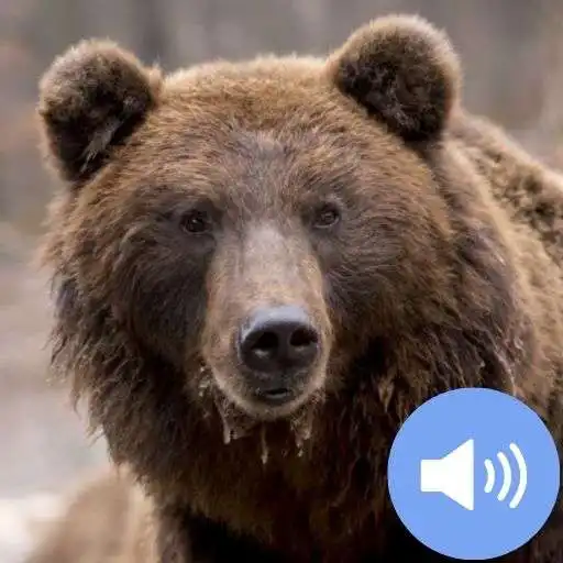 Play Bear Sounds and Wallpapers APK