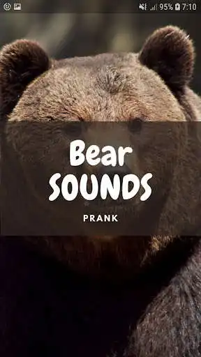 Play Bear Sounds and Wallpapers  and enjoy Bear Sounds and Wallpapers with UptoPlay