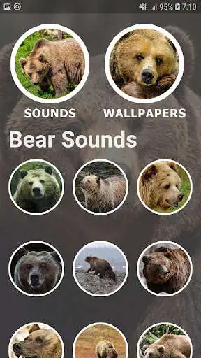 Play Bear Sounds and Wallpapers as an online game Bear Sounds and Wallpapers with UptoPlay