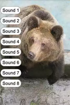 Play Bear Sounds for Kids