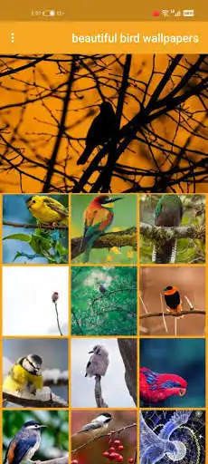 Play beautiful bird wallpapers  and enjoy beautiful bird wallpapers with UptoPlay