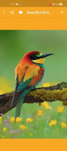 Play beautiful bird wallpapers as an online game beautiful bird wallpapers with UptoPlay