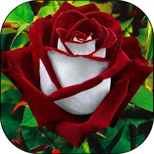 Play Beautiful flowers pictures APK