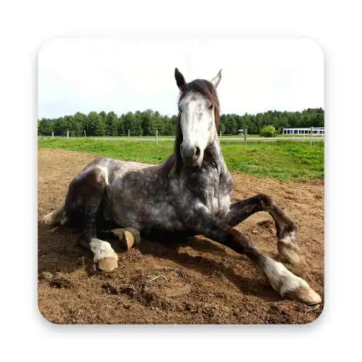 Run free android online Beautiful Horse Wallpapers APK