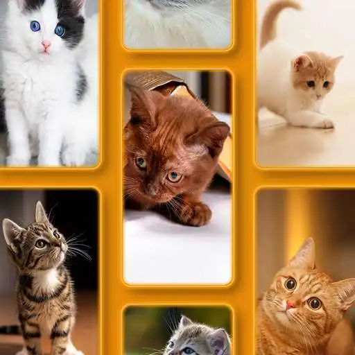 Play Beautiful Live Cat Wallpapers APK