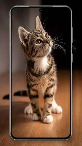 Play Beautiful Live Cat Wallpapers  and enjoy Beautiful Live Cat Wallpapers with UptoPlay