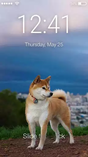 Play Beautiful Shiba Inu Dog Screen Lock  and enjoy Beautiful Shiba Inu Dog Screen Lock with UptoPlay