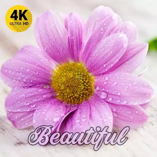 Play Beautiful Wallpaper Pictures APK