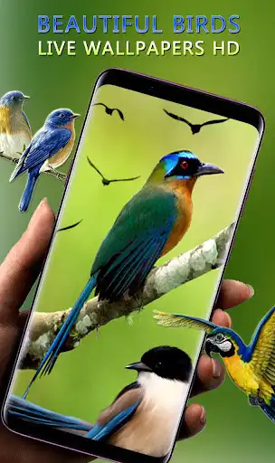 Play Beauty Birds Live Wallpaper&Themes- HD Bird Images  and enjoy Beauty Birds Live Wallpaper&Themes- HD Bird Images with UptoPlay