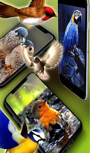 Play Beauty Birds Live Wallpaper&Themes- HD Bird Images as an online game Beauty Birds Live Wallpaper&Themes- HD Bird Images with UptoPlay