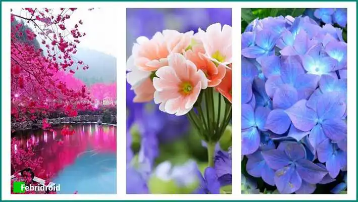 Play Beauty Flowers Wallpaper