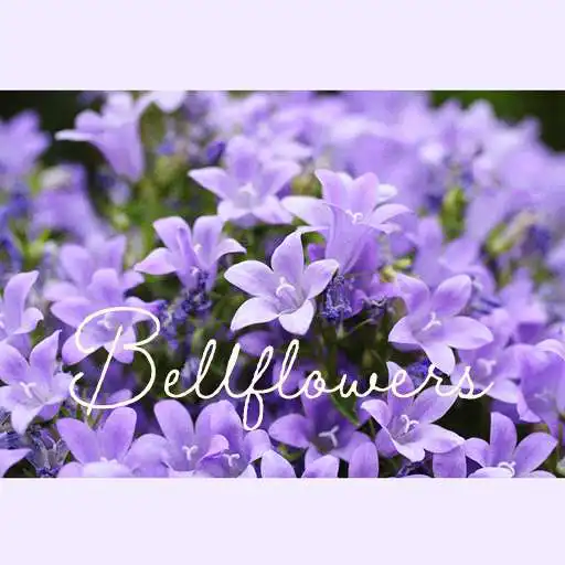 Play Bellflowers Theme APK