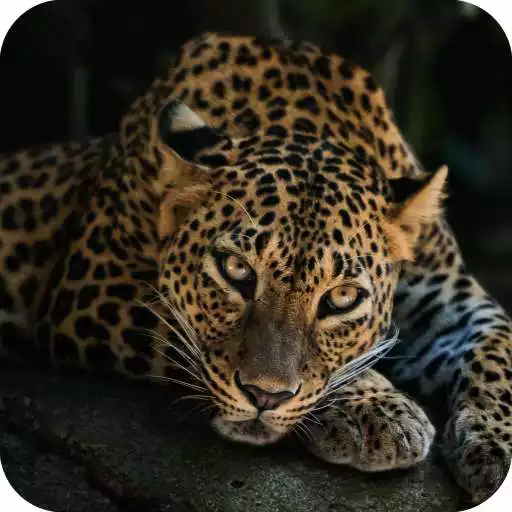 Play Best 4k Wallpaper APK