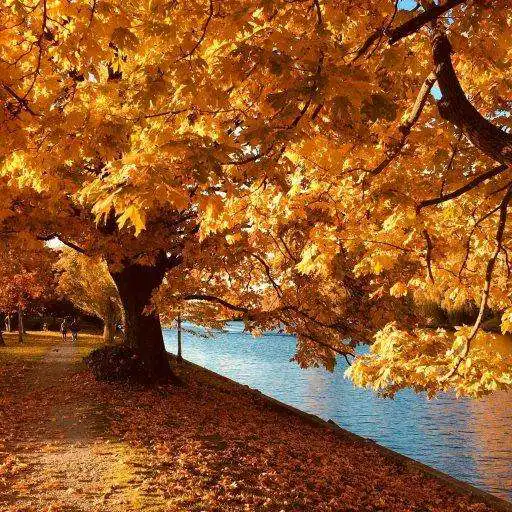 Play Best Autumn Wallpaper APK