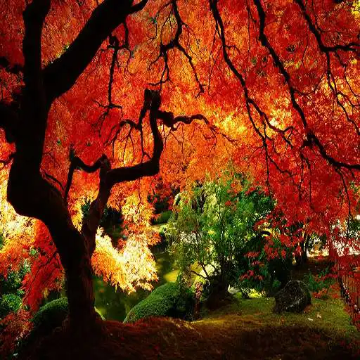 Free play online Best Autumn Wallpapers APK