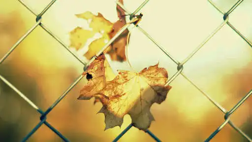 Play Best Autumn Wallpapers