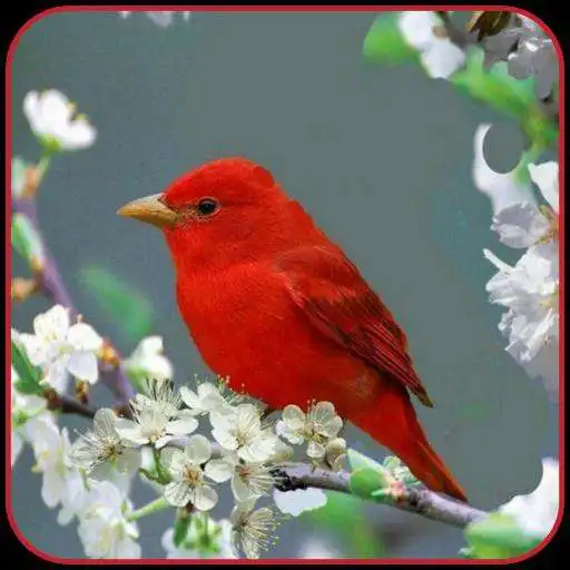 Play Best Bird Wallpaper APK