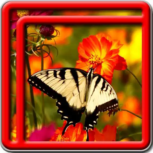 Free play online Best Butterfly Live Wallpapers  APK