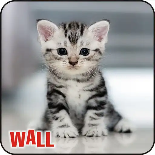 Play Best Cat Wallpapers ,Kitty/Kitten Cute Wallpapers APK