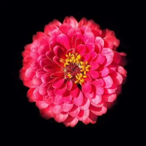 Play Best Flower Wallpaper APK