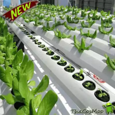 Play Best Hydroponic Farming Ideas