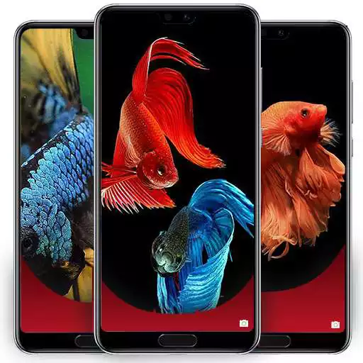 Play Betta Fish Smart Wallpapers APK