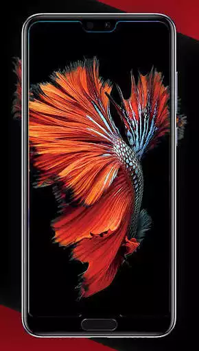 Play Betta Fish Smart Wallpapers  and enjoy Betta Fish Smart Wallpapers with UptoPlay