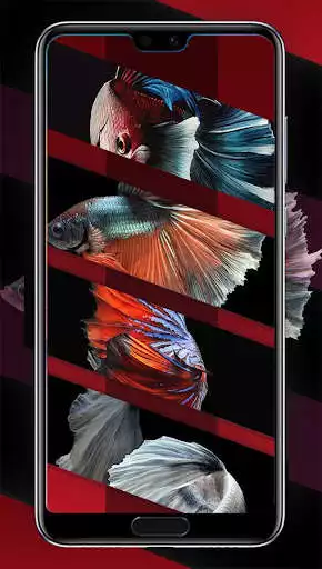 Play Betta Fish Smart Wallpapers as an online game Betta Fish Smart Wallpapers with UptoPlay