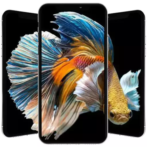 Play Betta Fish Wallpaper APK