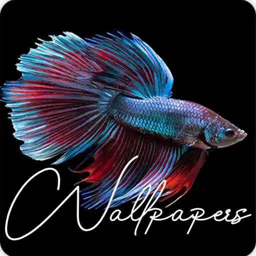 Play Betta Fish Wallpapers HD APK