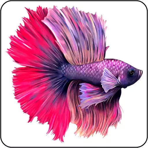 Play Betta Fish Wallpapers APK