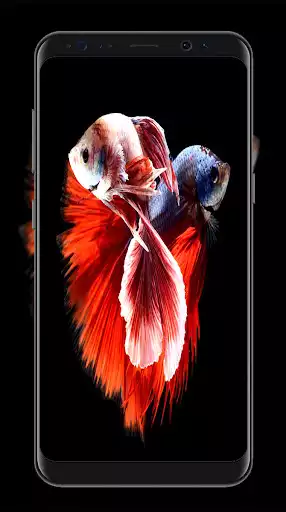 Play Betta Fish Wallpapers  and enjoy Betta Fish Wallpapers with UptoPlay