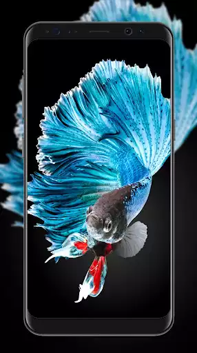 Play Betta Fish Wallpapers as an online game Betta Fish Wallpapers with UptoPlay