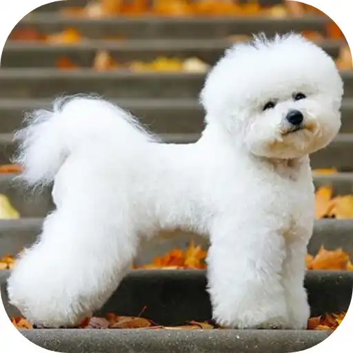 Play Bichon Frise Dog Wallpaper HD APK