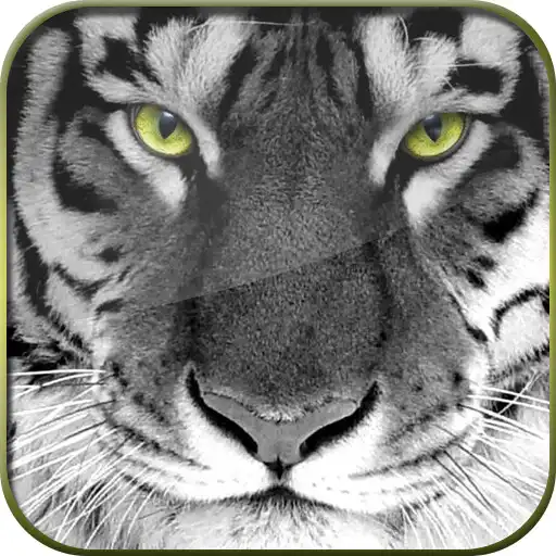 Play Big Cats HD Live Wallpapers APK