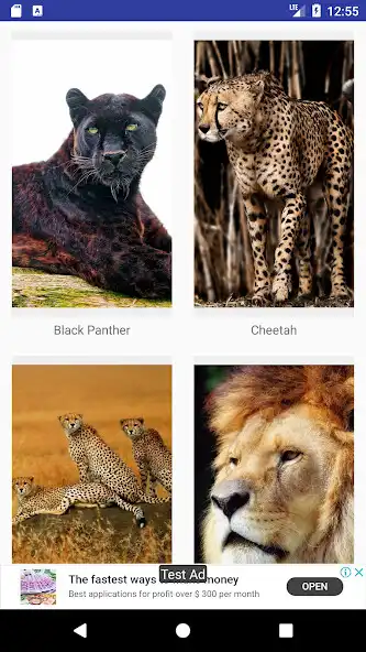 Play Big Cats HD Live Wallpapers  and enjoy Big Cats HD Live Wallpapers with UptoPlay